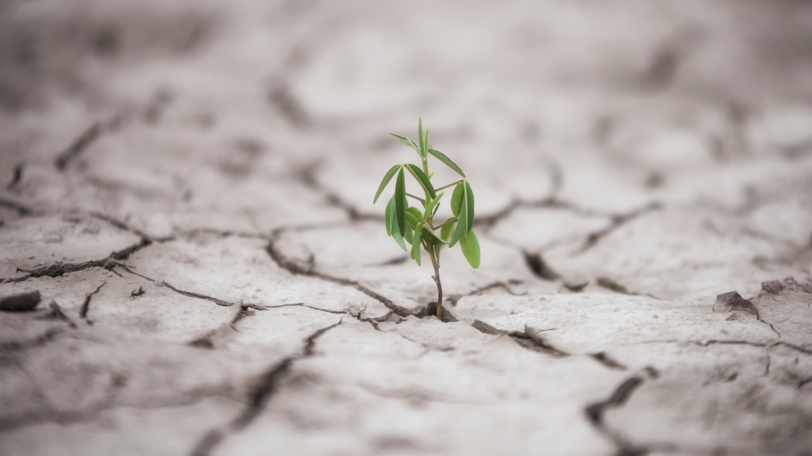 Resiliencia